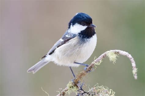 cole tits|coal tit facts cole tit